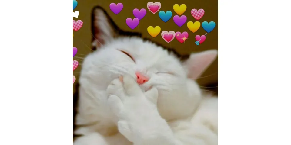 Top 9 ảnh mèo cute trái tim