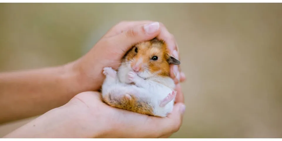 Top 8 chuột hamster giá bao nhiêu