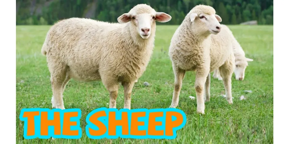 Con cừu trong tiếng Anh là gì - boxhoidap.com