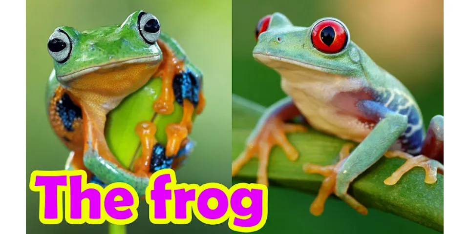 Con ếch tiếng Anh là gì