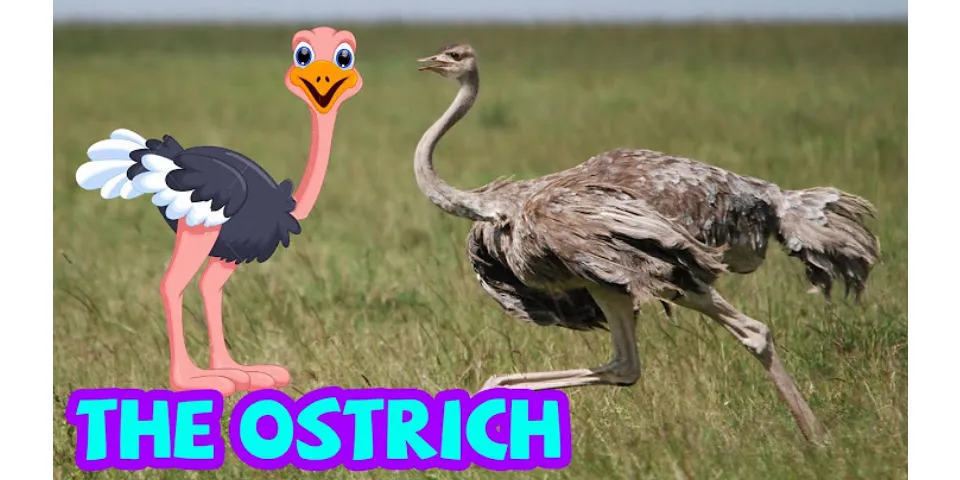 Ostrich đọc Tiếng Anh là gì - boxhoidap.com