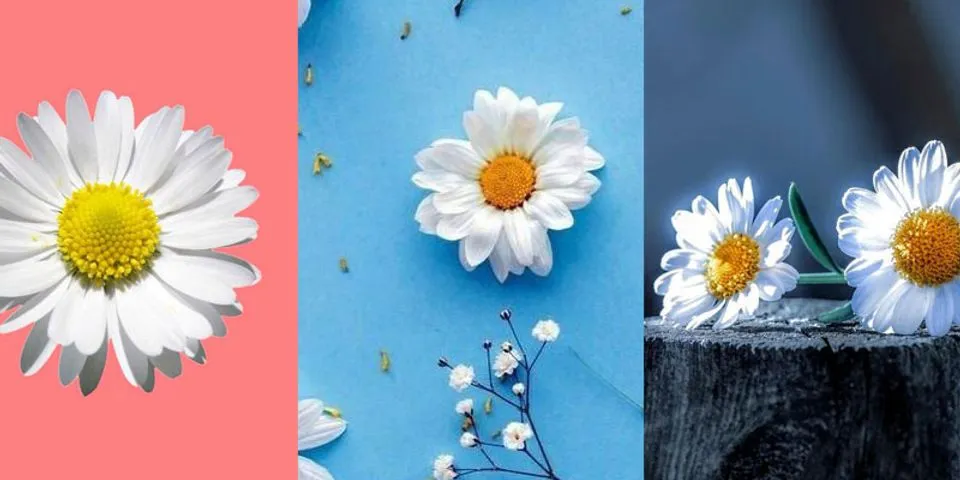Top 9 hình ảnh hoa cúc trắng nền đen 2022