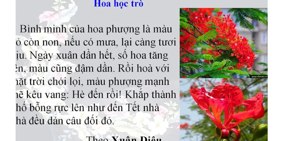 Tại sao tác giả lại gọi hoa phượng là hoa học trò