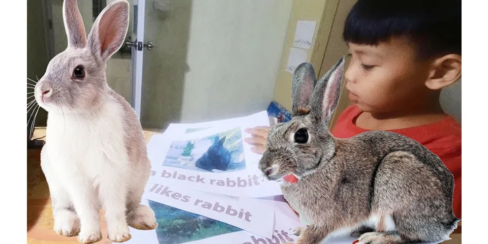Tiếng Anh con thỏ đọc là gì - Hỏi - Đáp